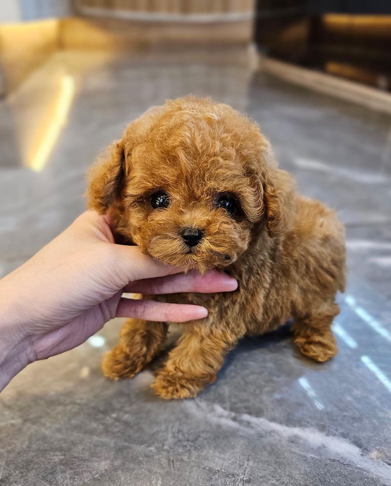 Toy Poodle