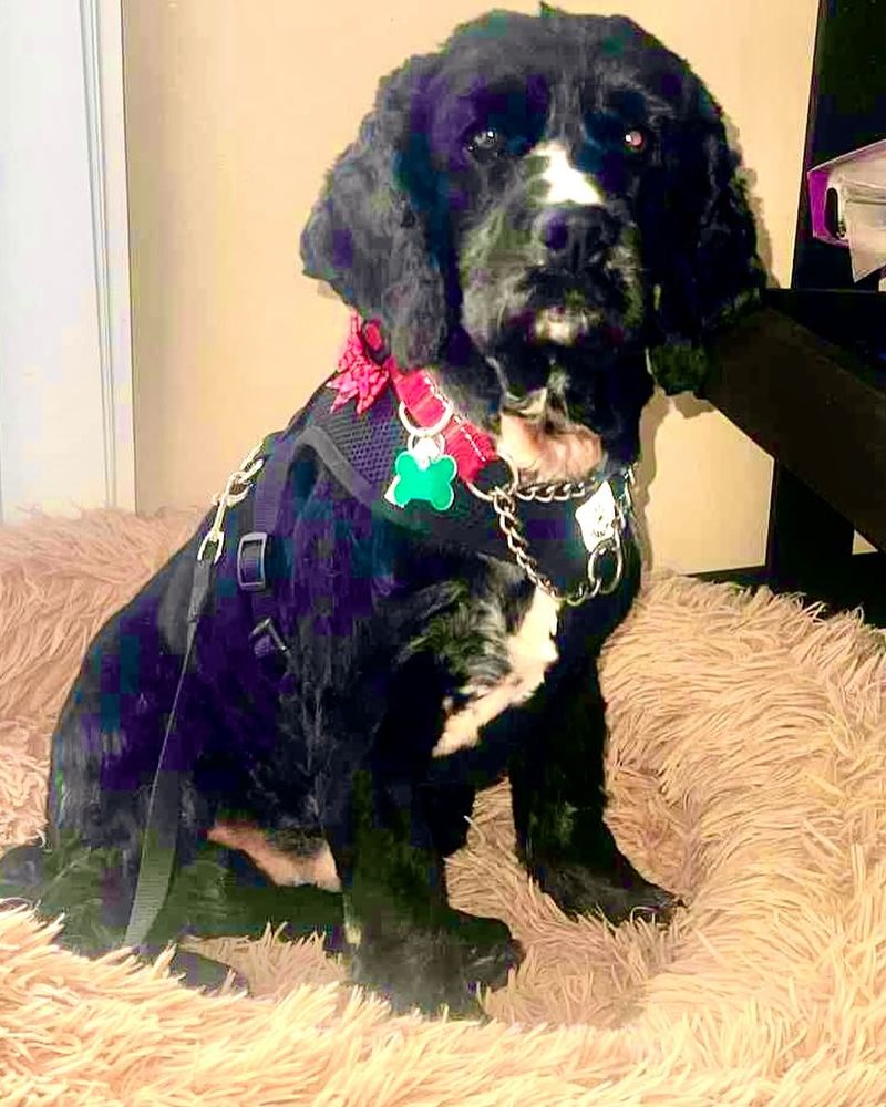 Cocker Spaniel