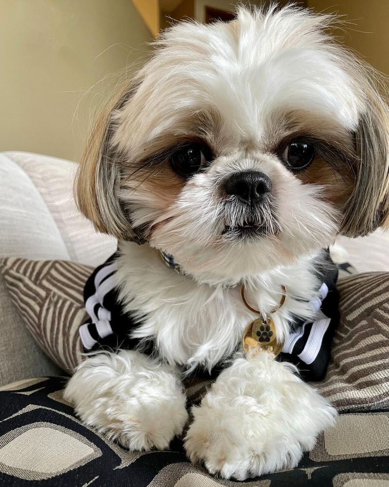 Shih Tzu