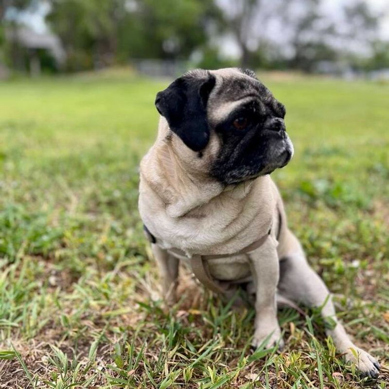 Pug