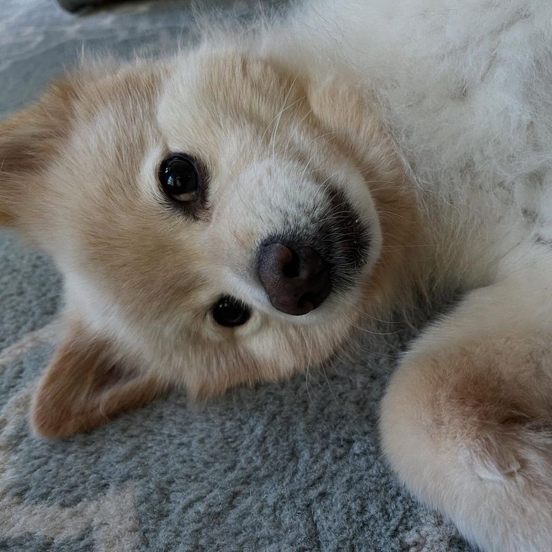 Pomeranian