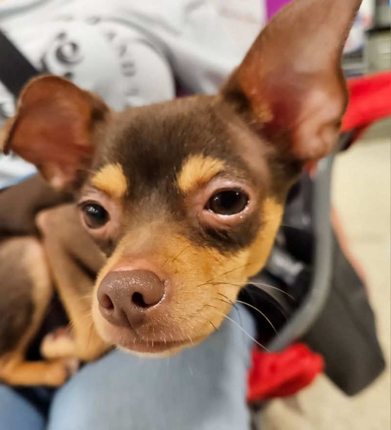 Chihuahua