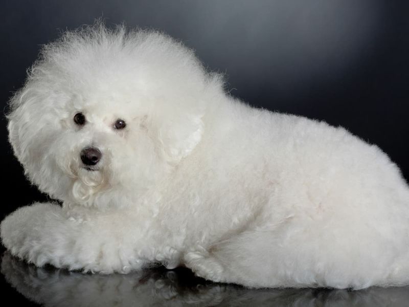Bichon Frise