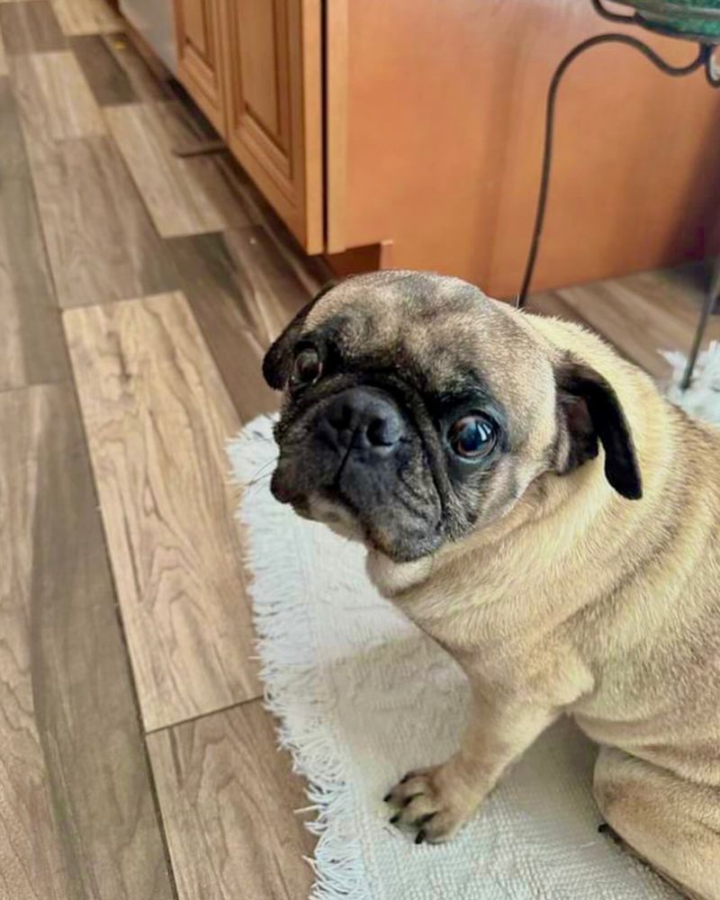 Pug