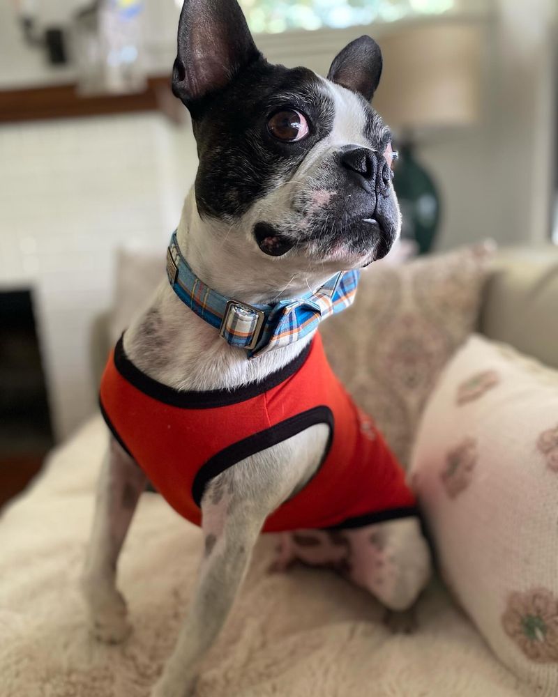 Boston Terrier
