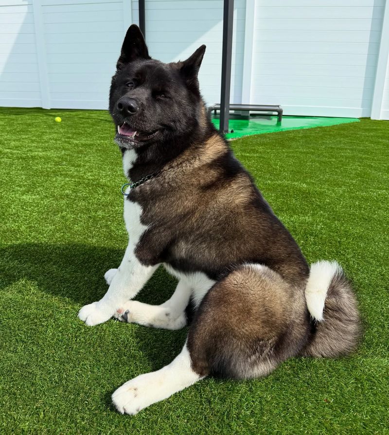 Akita