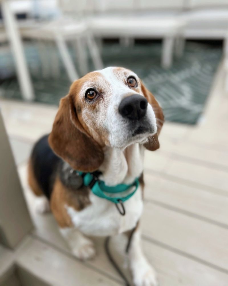 Beagle