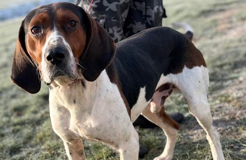 Coonhound