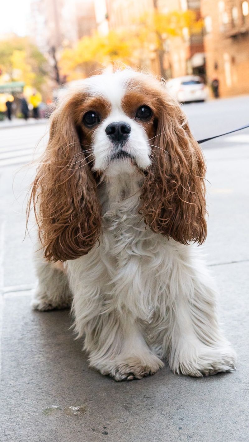 Cavalier King Charles Spaniel