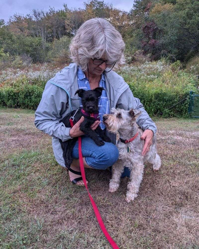 Miniature Schnauzer