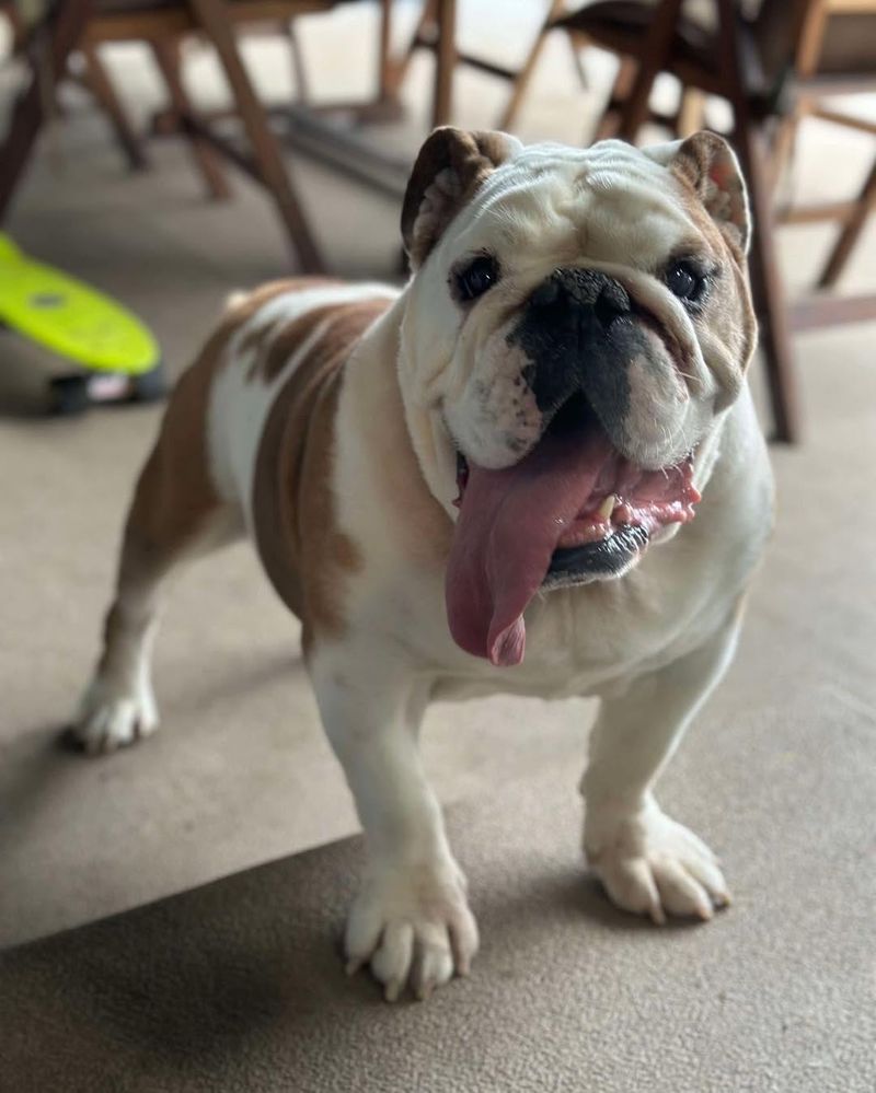 Bulldog