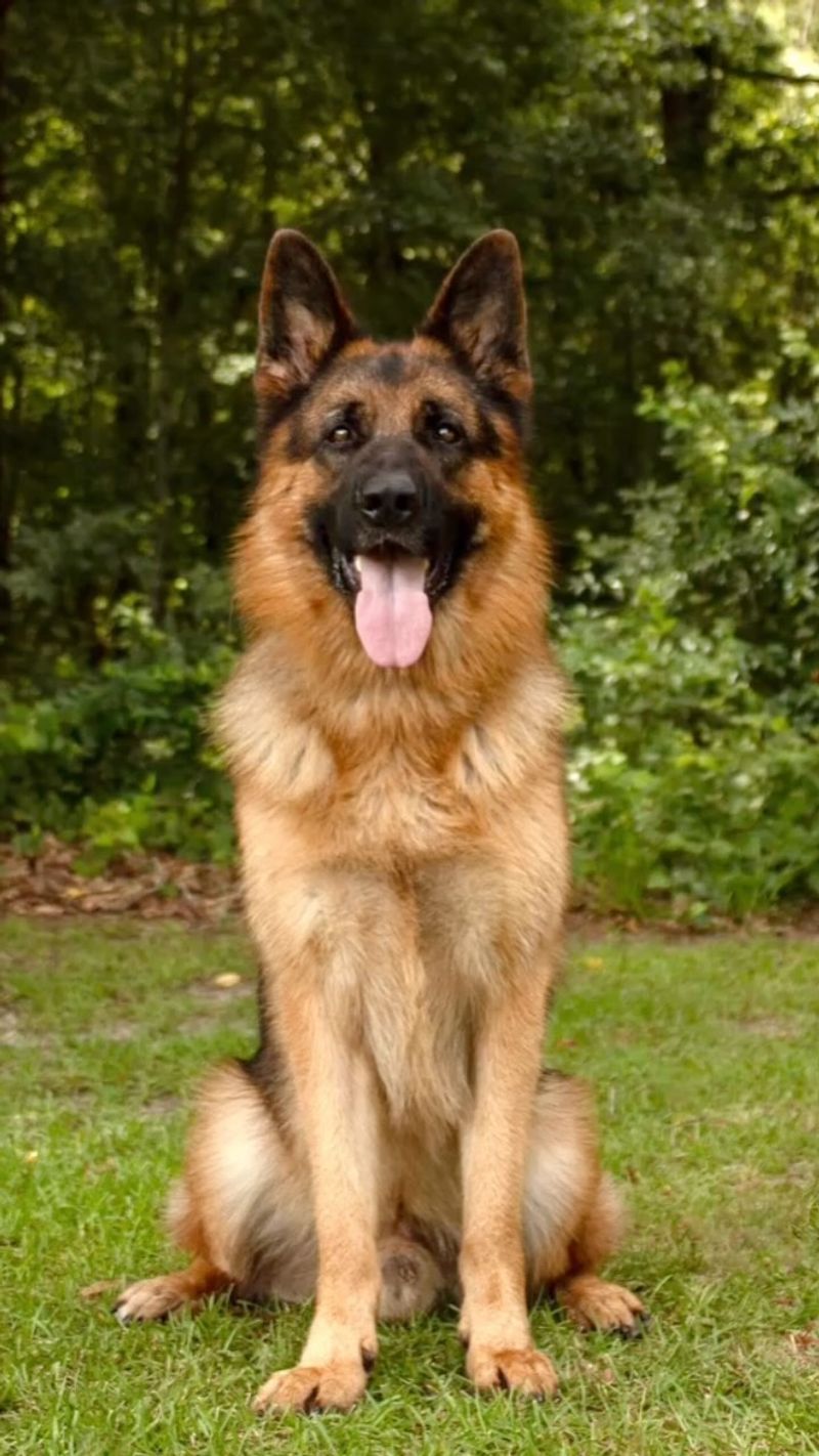 German Shepherd