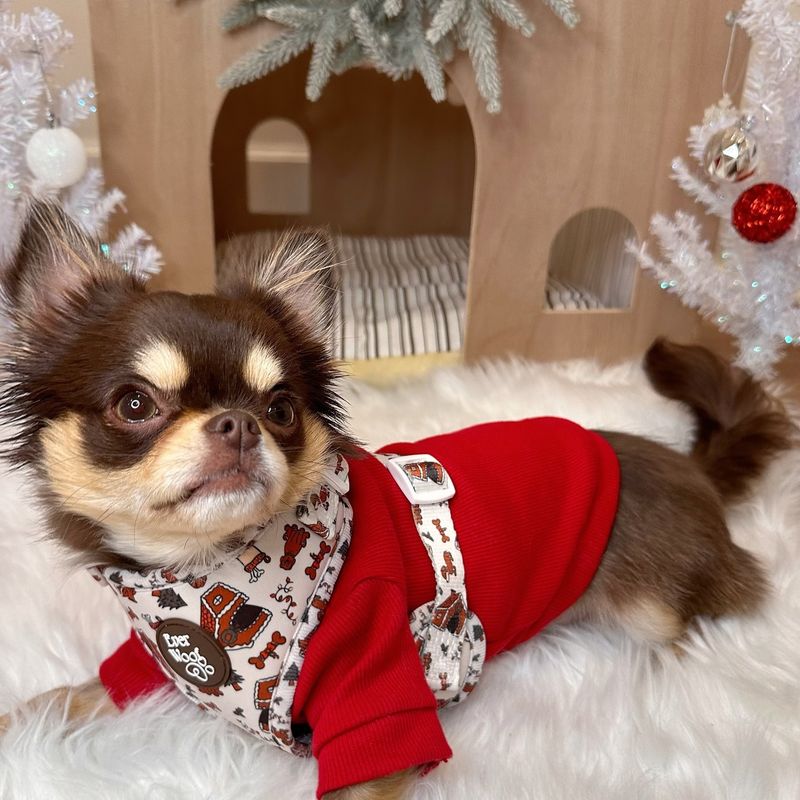Chihuahua