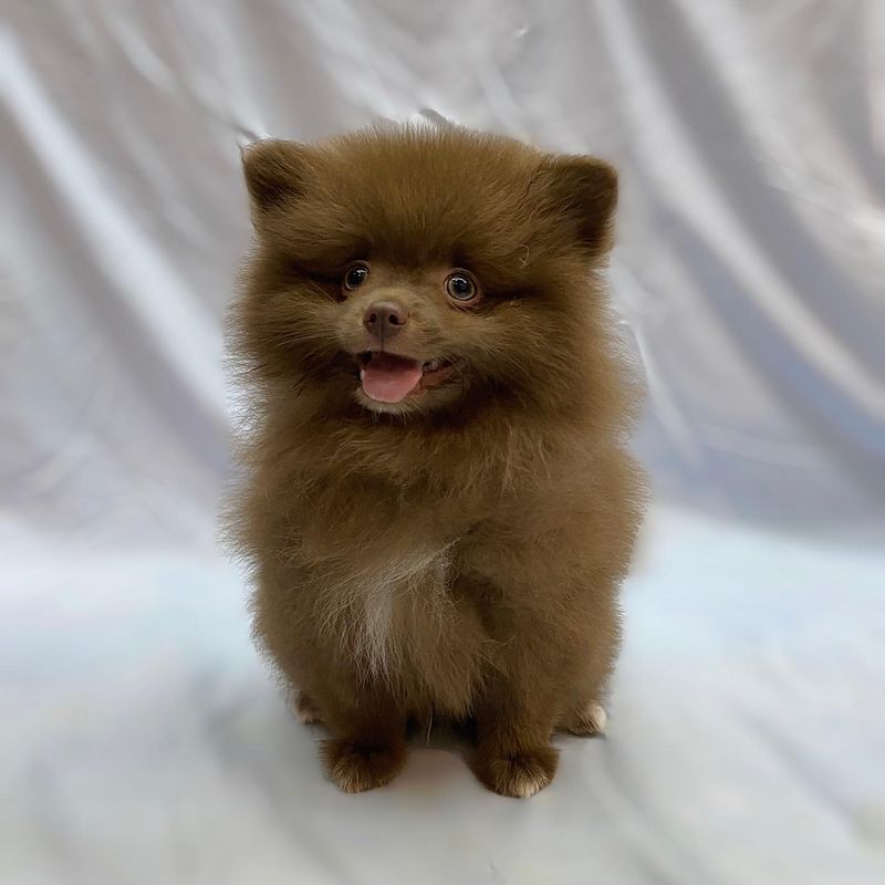 Pomeranian