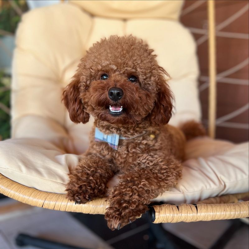 Poodle