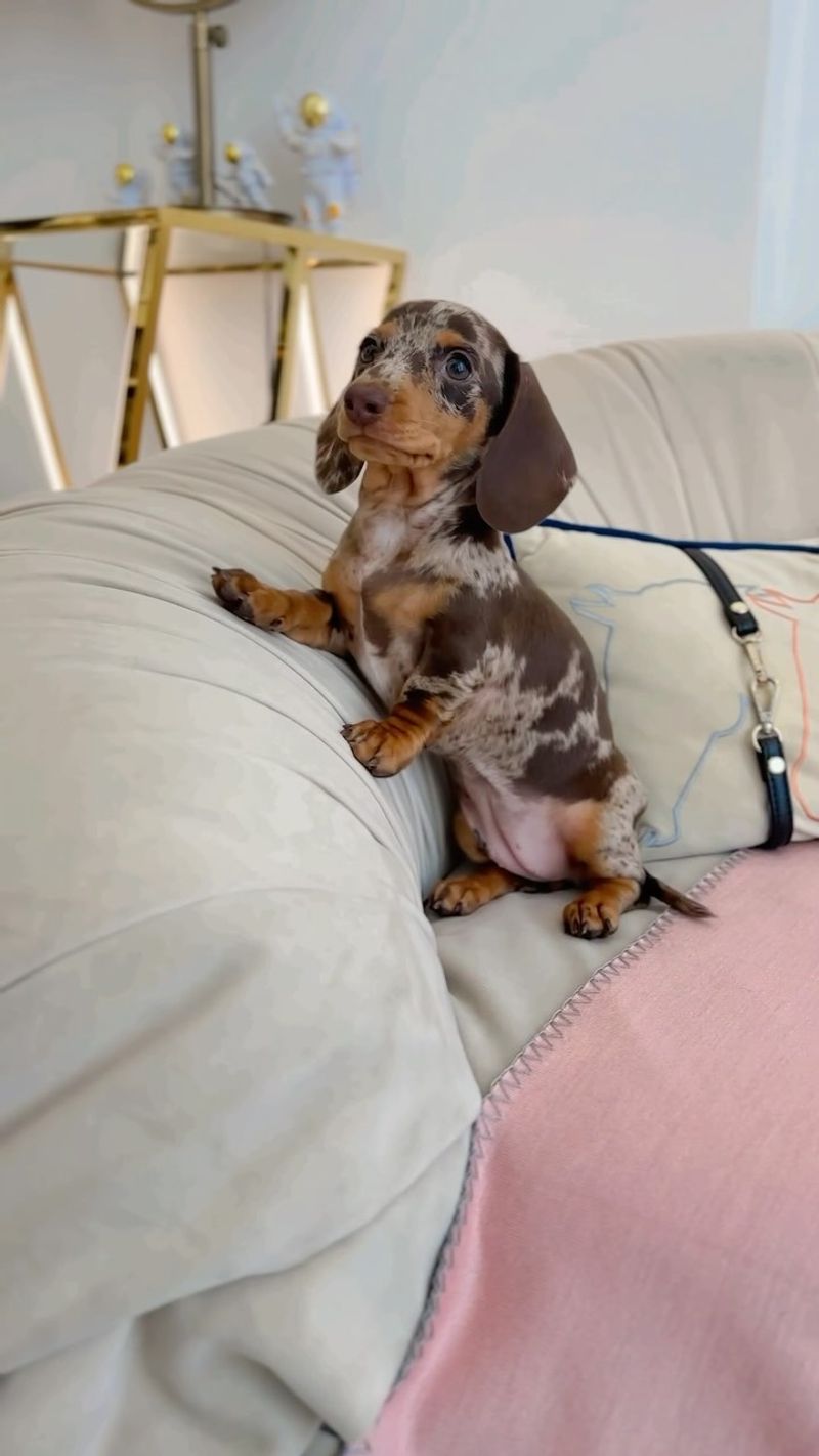 Dachshund