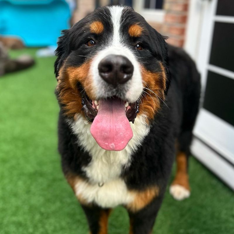 Bernese Mountain Dog
