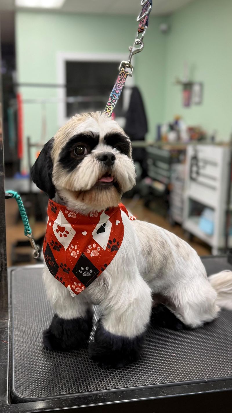 Shih Tzu