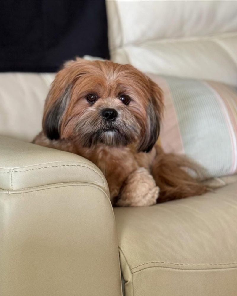 Lhasa Apso