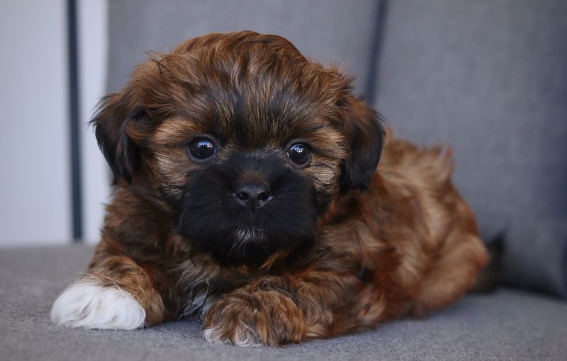 Shih Tzu