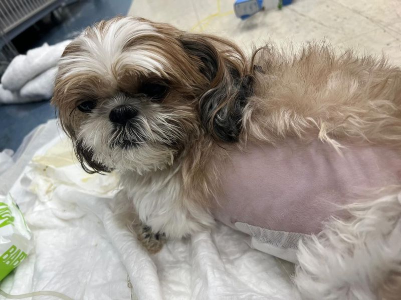 Shih Tzu