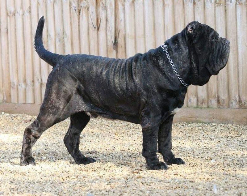 Mastiff