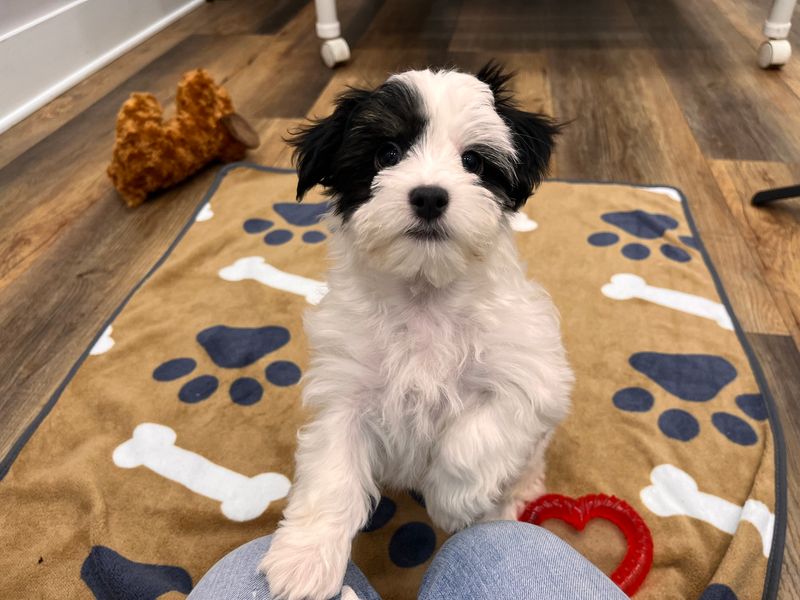 Havanese