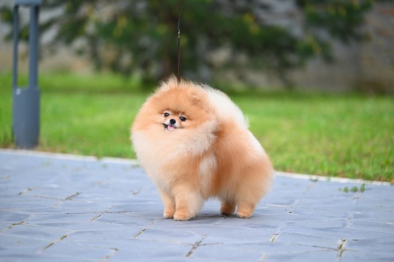 Pomeranian