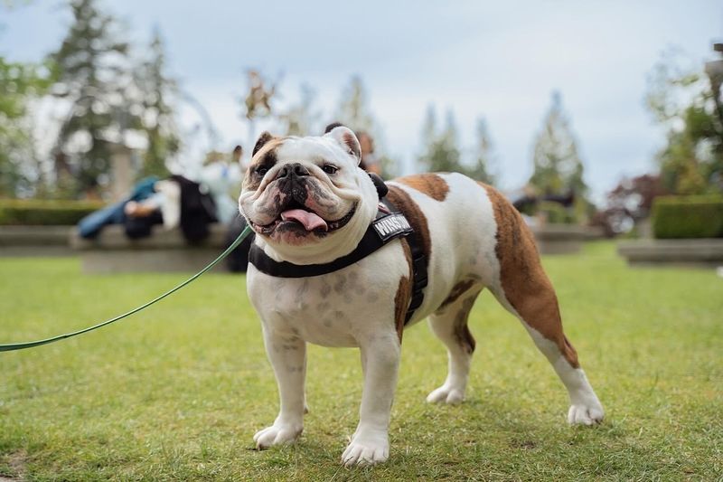 English Bulldog
