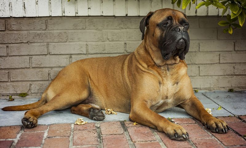 Mastiff