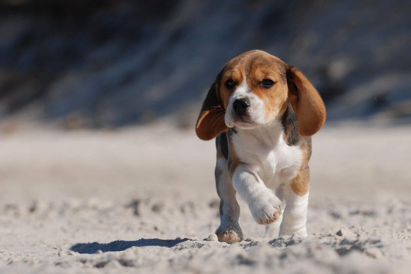 Beagle