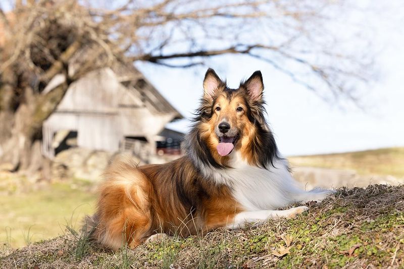 Shetland Sheepdog