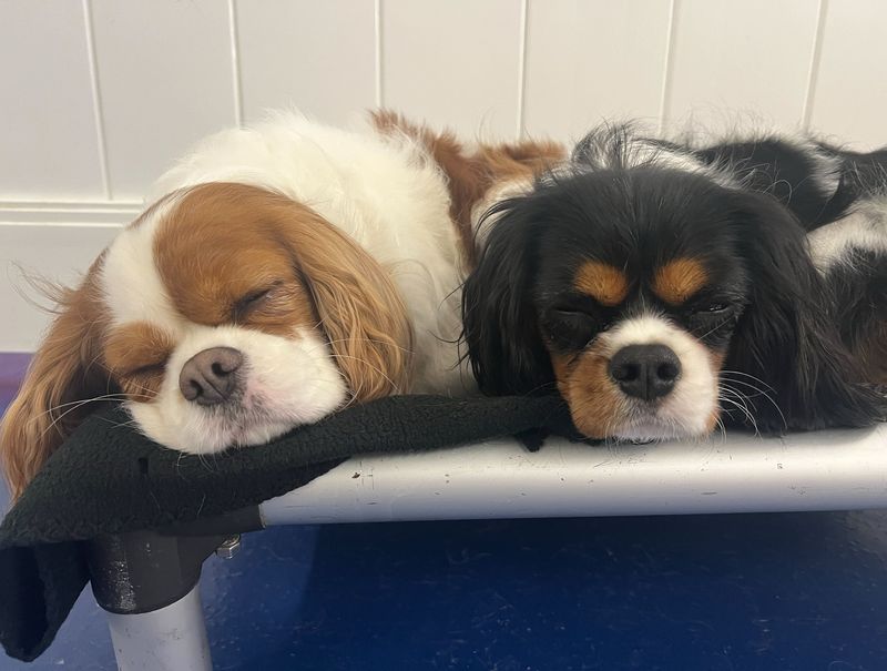 Cavalier King Charles Spaniel