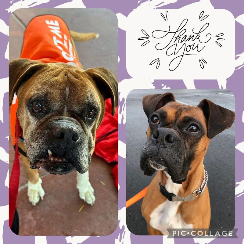 Boxer