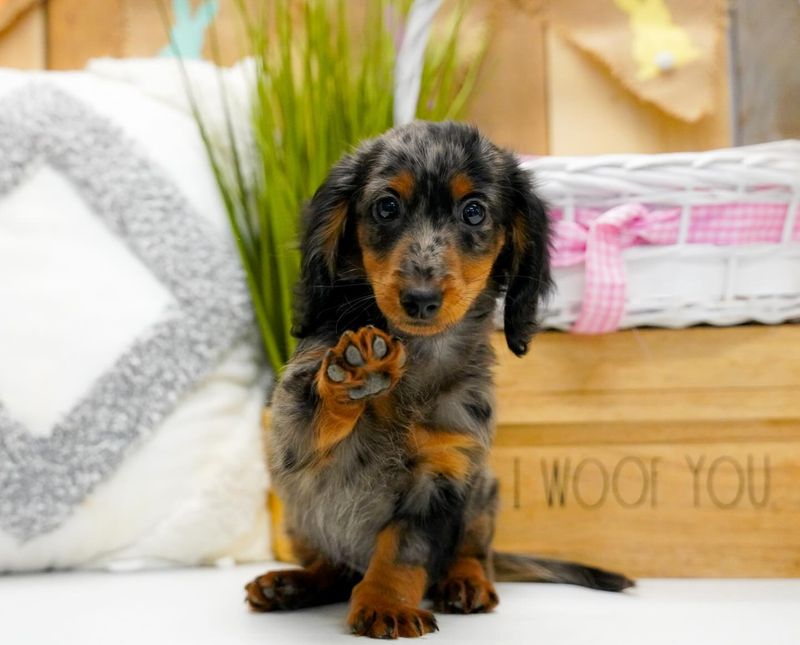 Dachshund