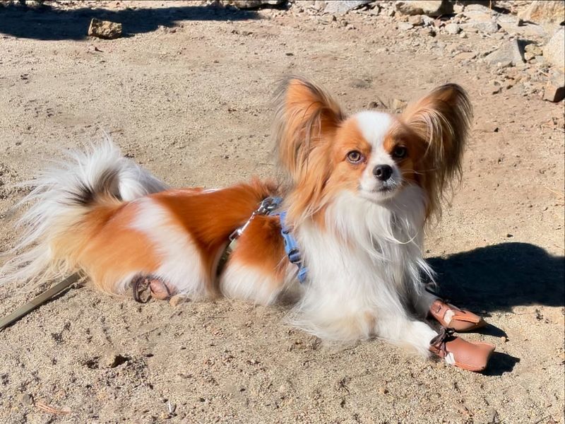 Papillon