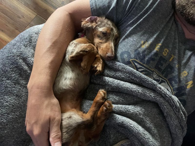 Dachshund