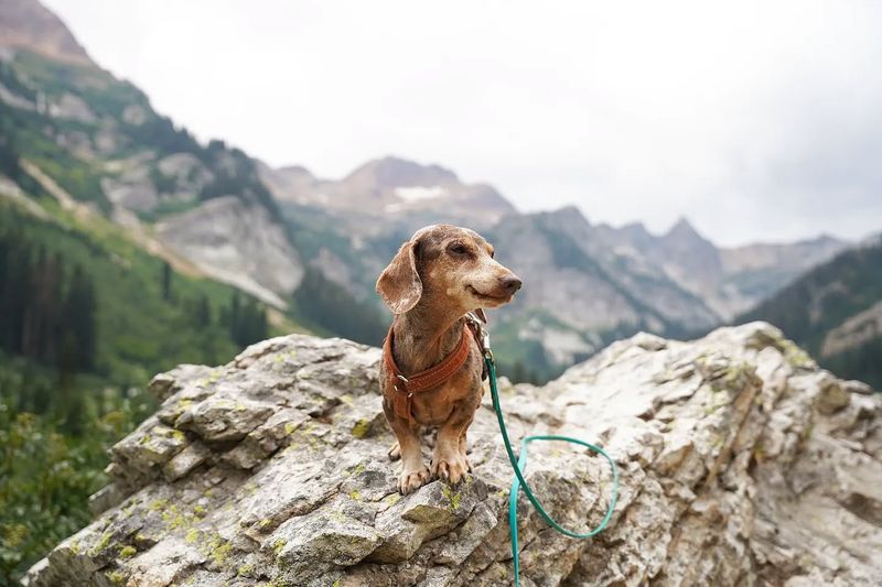 Dachshund