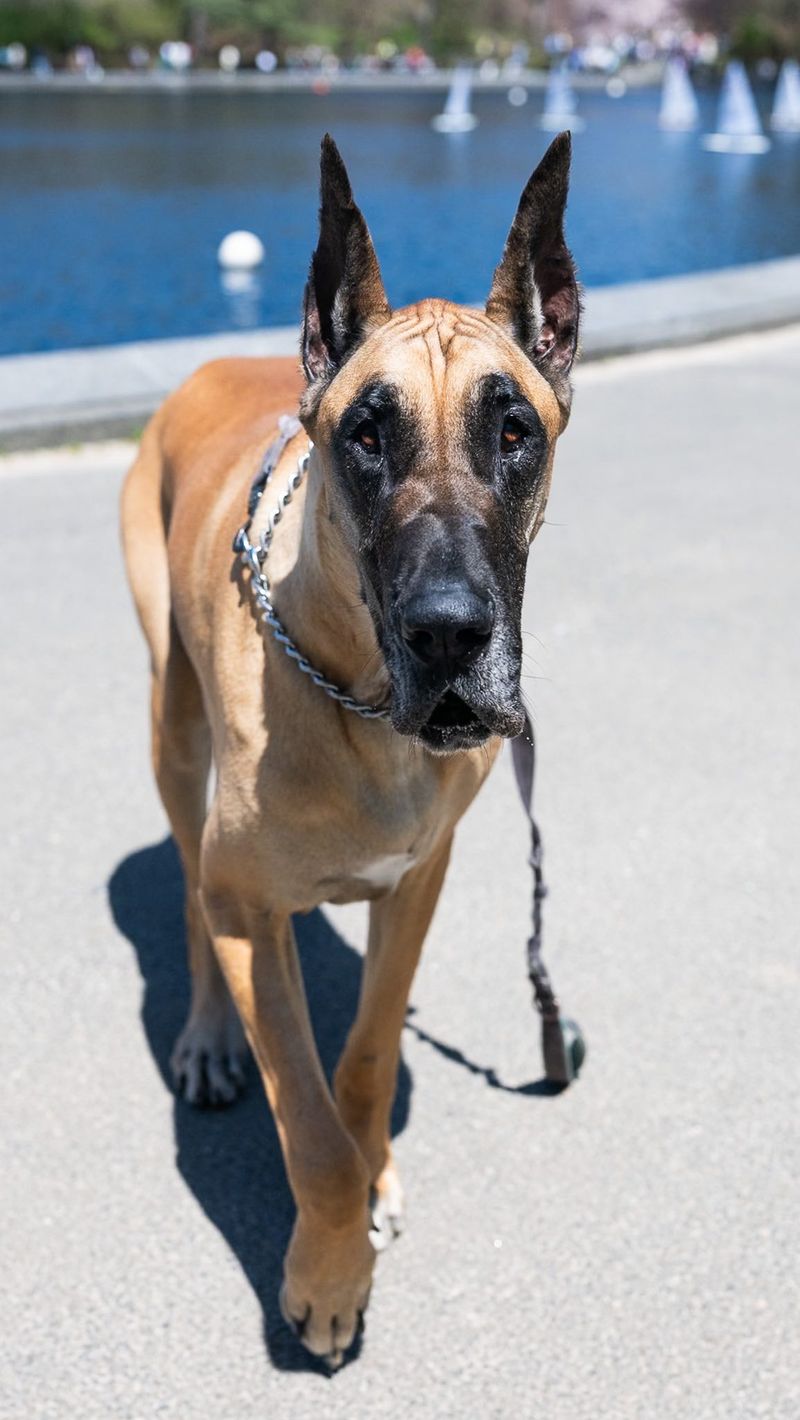 Great Dane