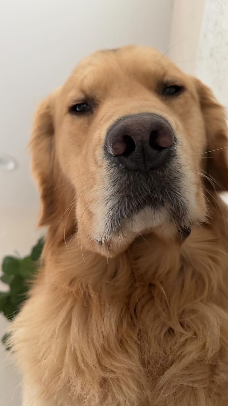Golden Retriever - Overrated