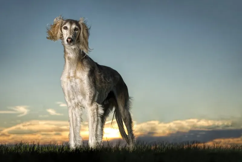 Saluki