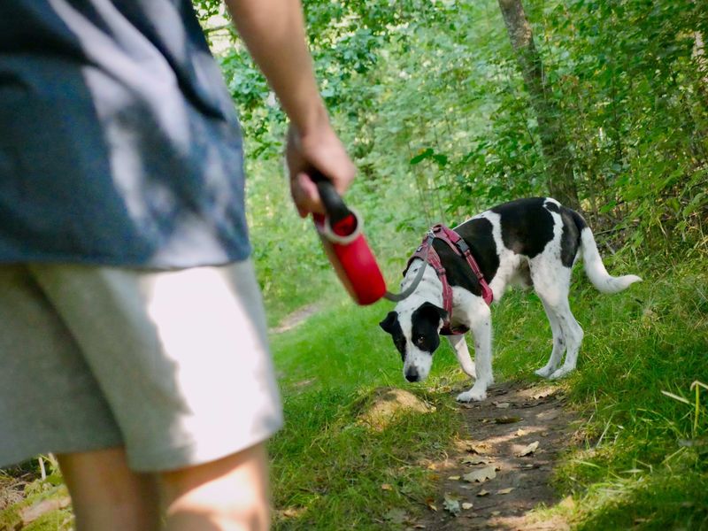 Loss of Interest in Walks