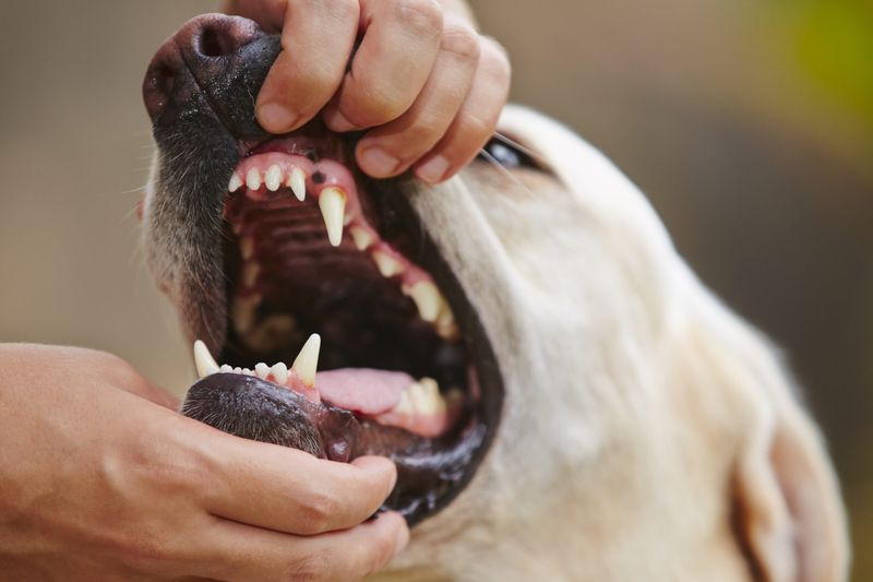 Bad Breath