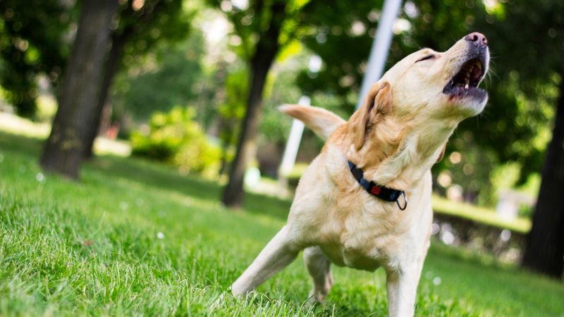 Excessive Barking at Night