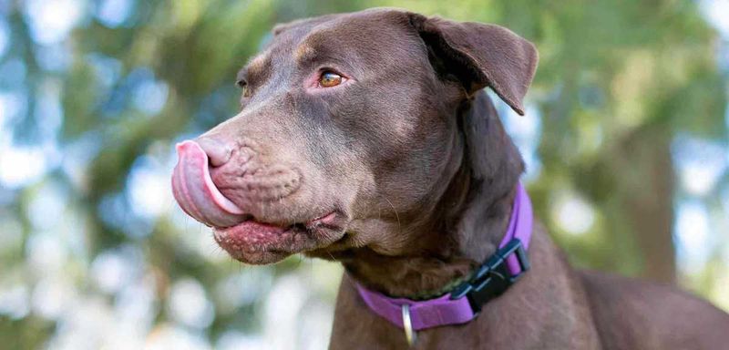 Licking Lips