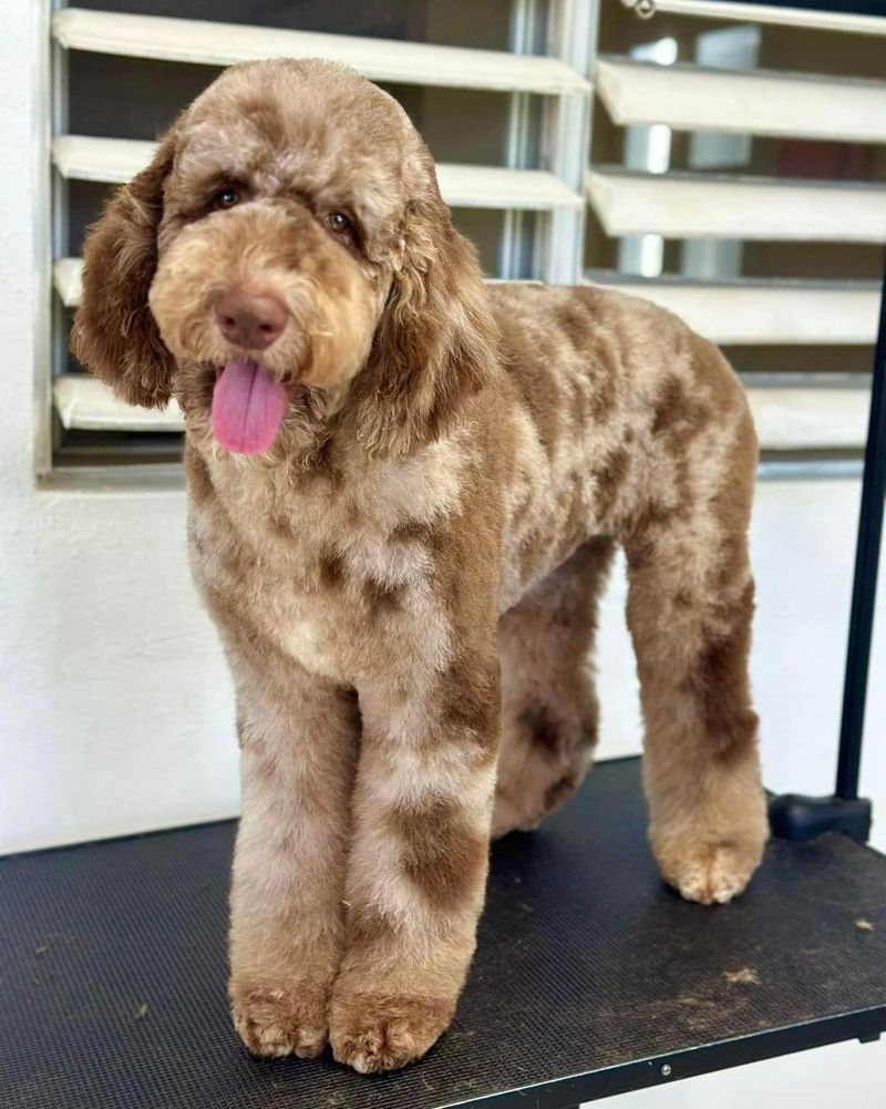 Shedding and Grooming