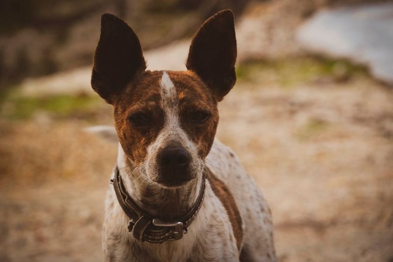 Alert Ears