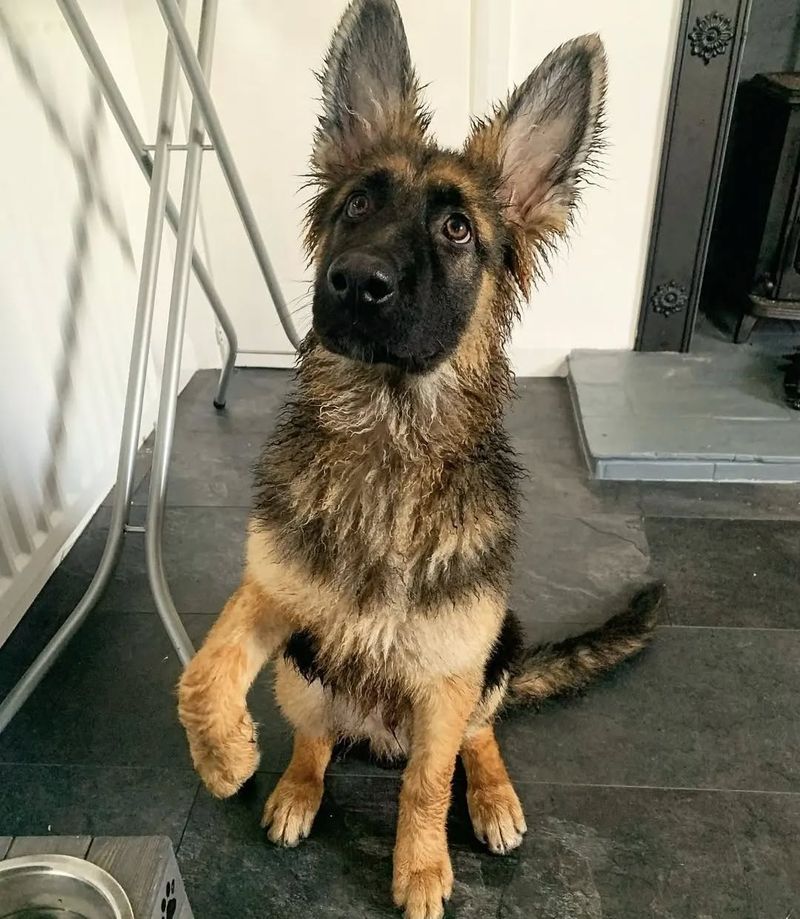 German Shepherd