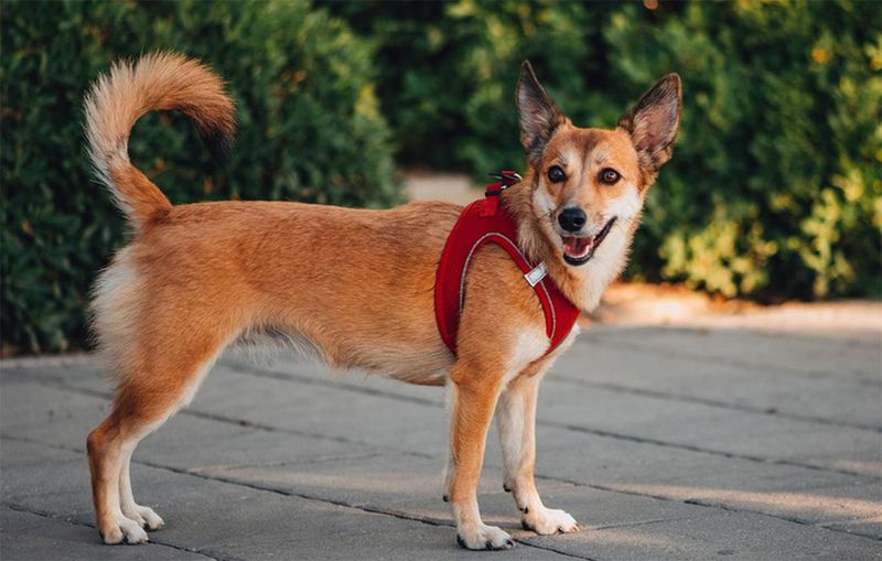 Norwegian Lundehund
