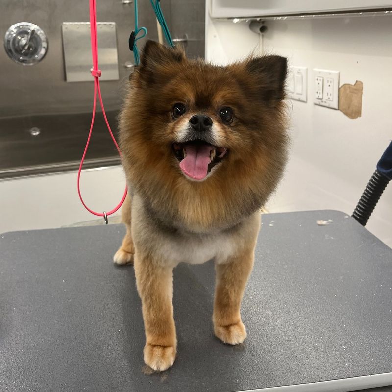 Pomeranian